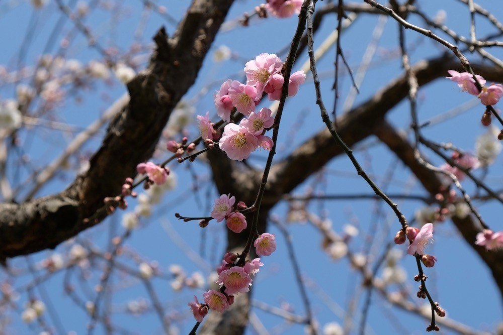 f:id:camelopardalis:20190318153901j:plain f:id:camelopardalis:20190318153901j:plain