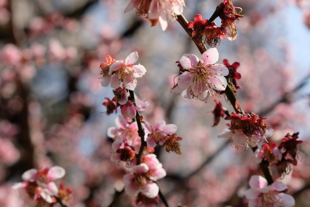 f:id:camelopardalis:20190318154331j:plain f:id:camelopardalis:20190318154331j:plain