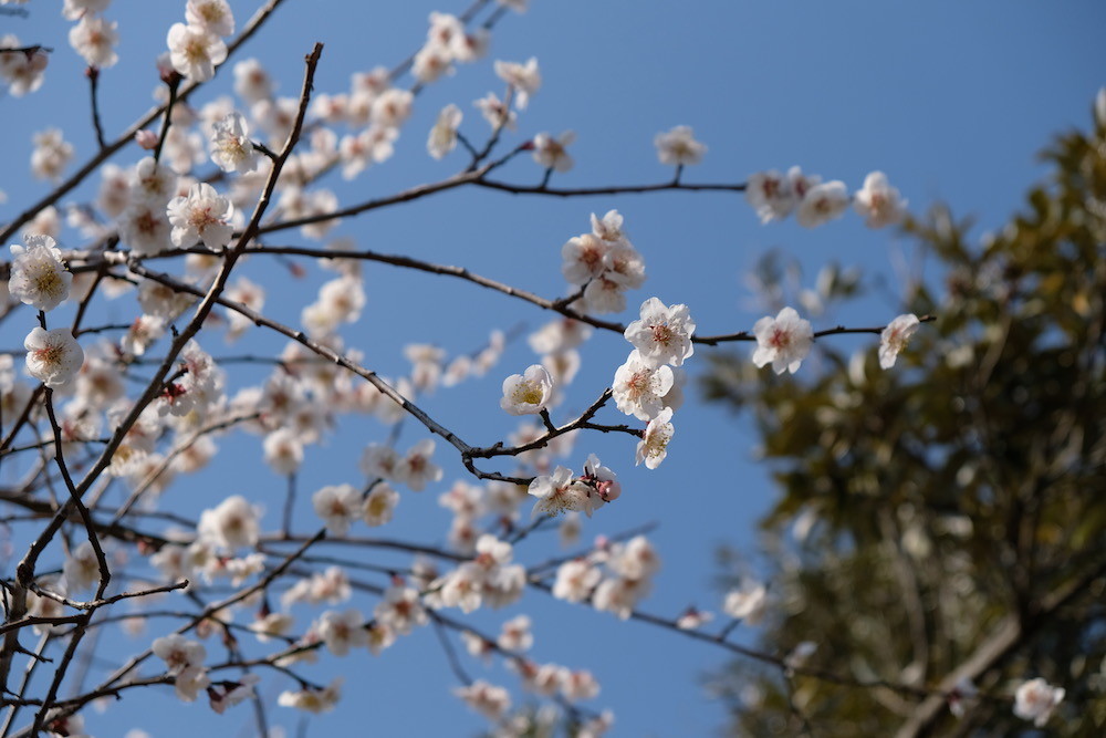 f:id:camelopardalis:20190318154503j:plain f:id:camelopardalis:20190318154503j:plain
