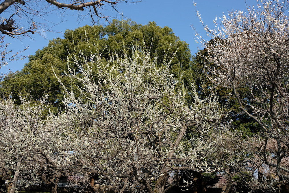f:id:camelopardalis:20190318154819j:plain f:id:camelopardalis:20190318154819j:plain