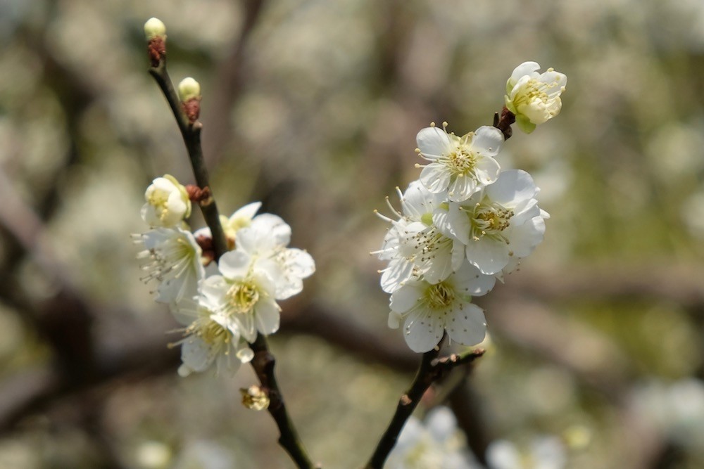 f:id:camelopardalis:20190318154911j:plain f:id:camelopardalis:20190318154911j:plain