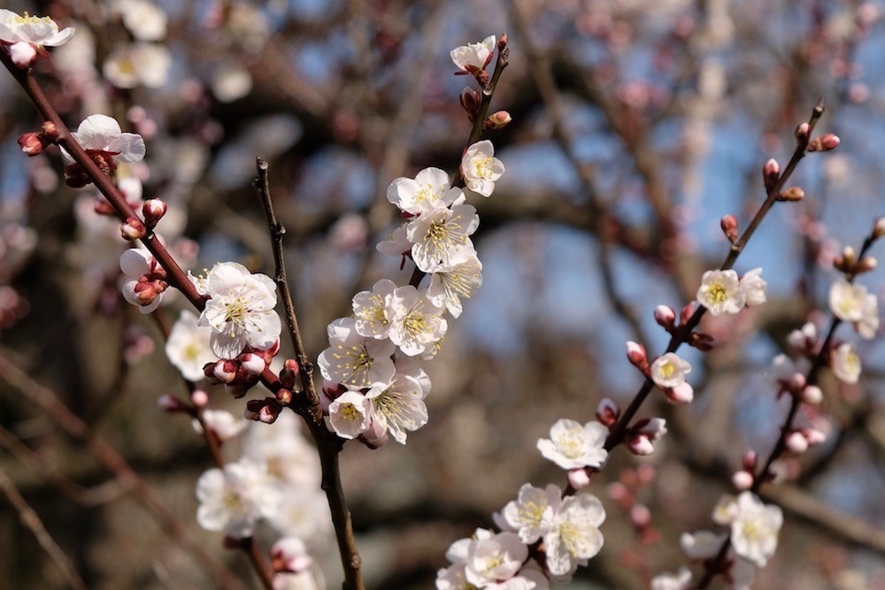 f:id:camelopardalis:20190318155243j:plain f:id:camelopardalis:20190318155243j:plain