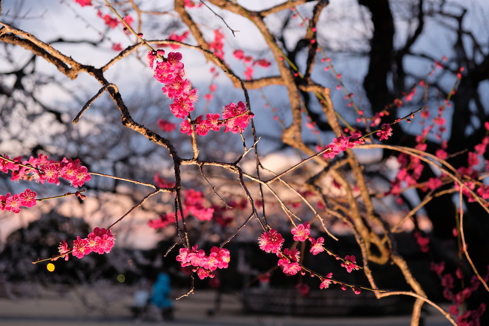 f:id:camelopardalis:20190320215225j:plain