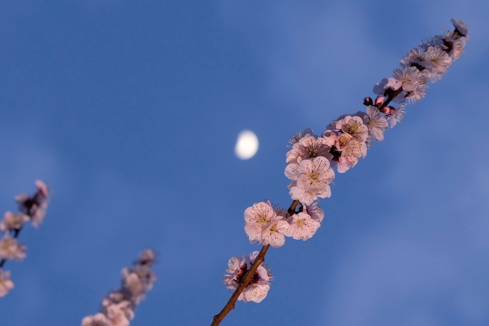 f:id:camelopardalis:20190320215422j:plain