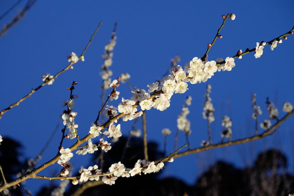f:id:camelopardalis:20190320215528j:plain