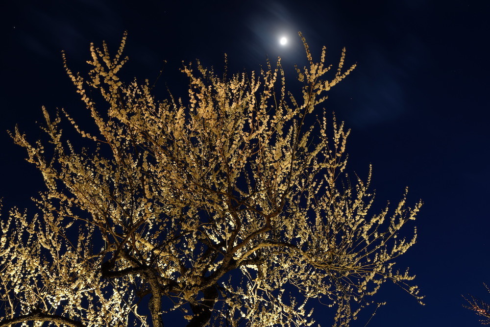 f:id:camelopardalis:20190320215851j:plain