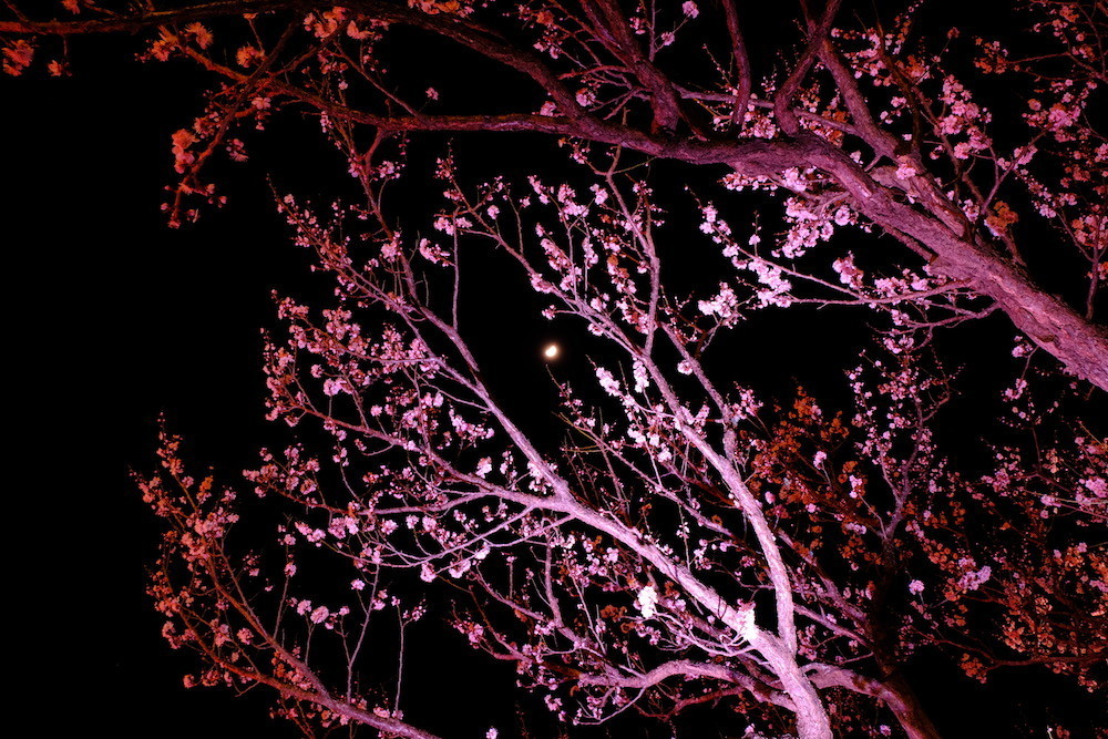 f:id:camelopardalis:20190320220645j:plain