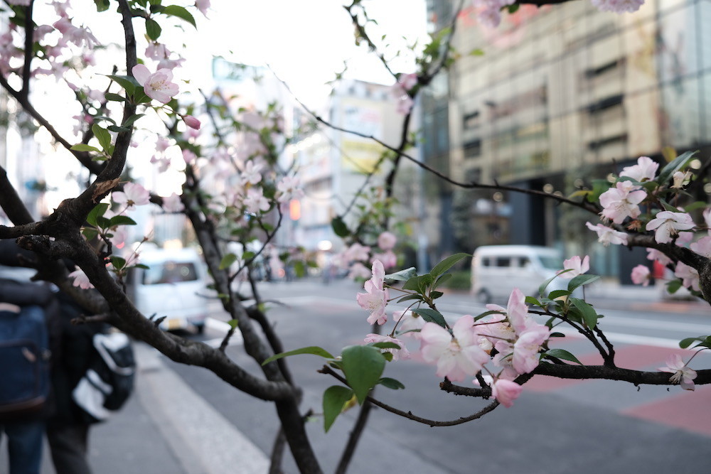 f:id:camelopardalis:20190404142213j:plain