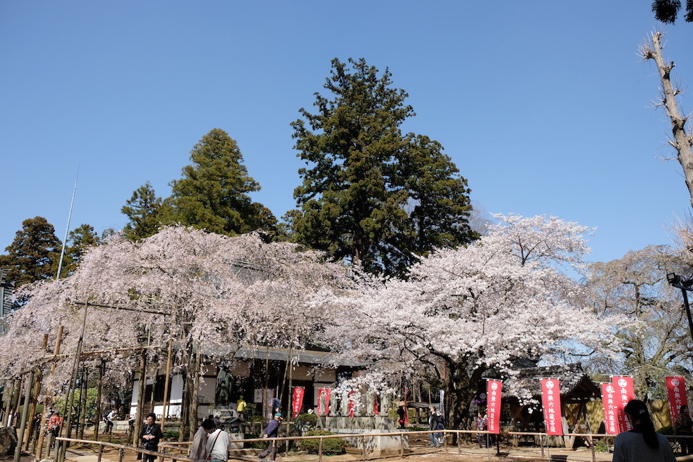 f:id:camelopardalis:20190408163112j:plain