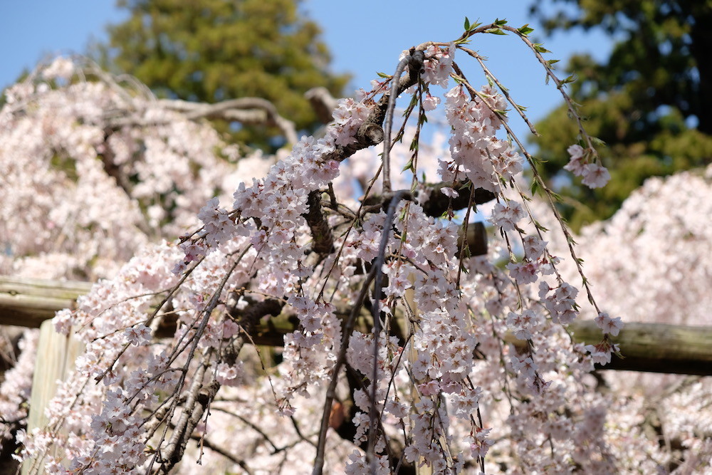 f:id:camelopardalis:20190408163348j:plain