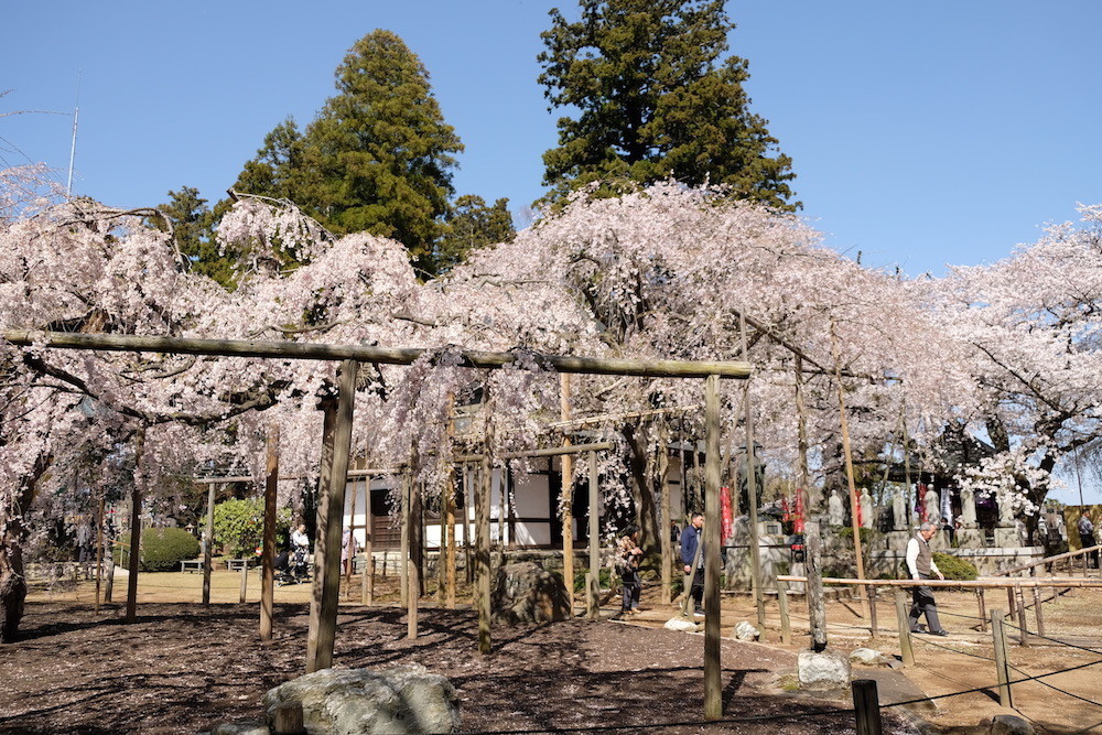 f:id:camelopardalis:20190408163511j:plain