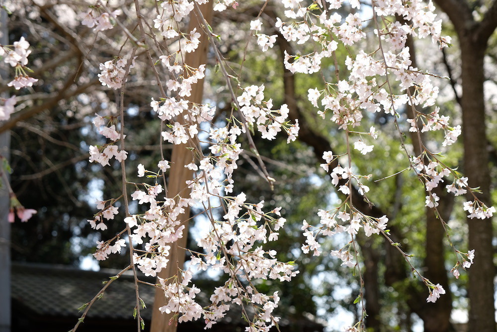 f:id:camelopardalis:20190408163535j:plain