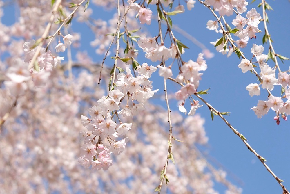 f:id:camelopardalis:20190408163611j:plain