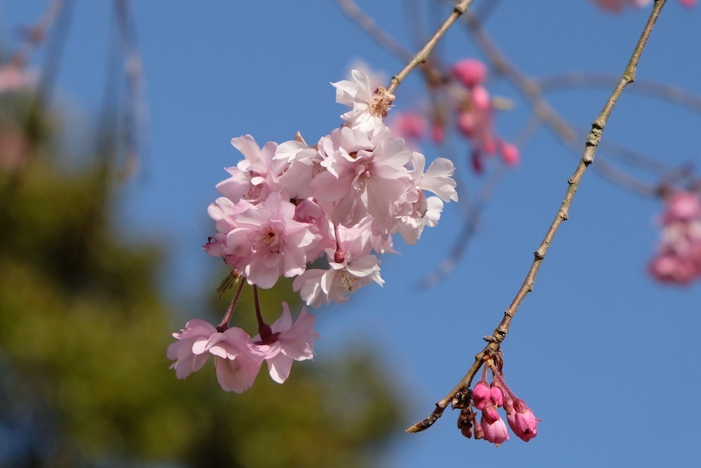 f:id:camelopardalis:20190409213224j:plain