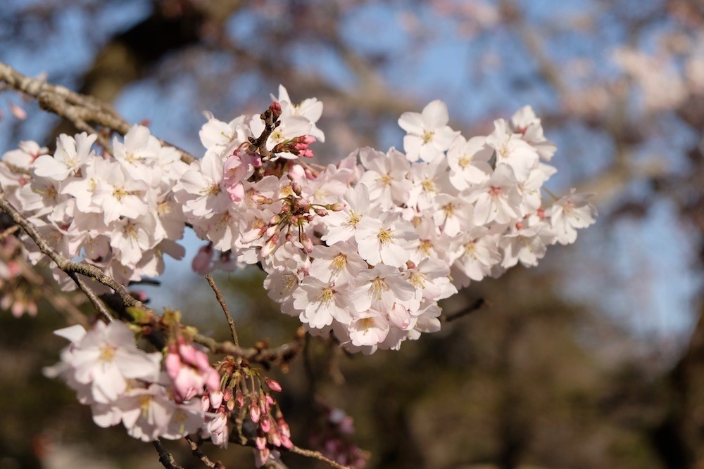 f:id:camelopardalis:20190409213513j:plain