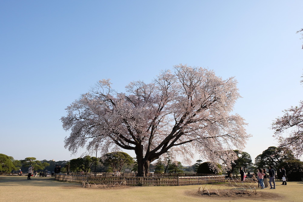 f:id:camelopardalis:20190409213629j:plain