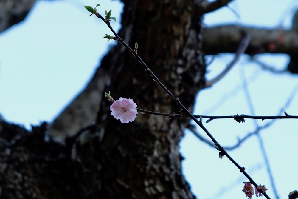 f:id:camelopardalis:20190409213656j:plain