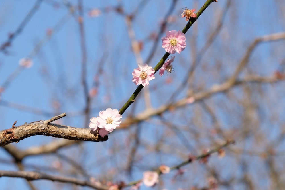 f:id:camelopardalis:20190409213743j:plain
