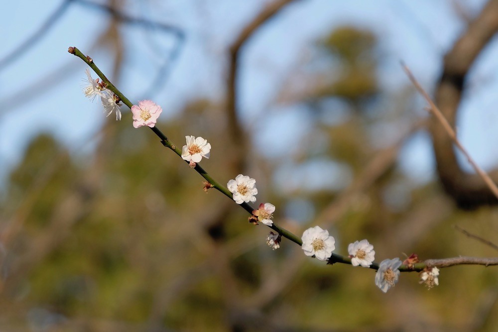f:id:camelopardalis:20190409213819j:plain