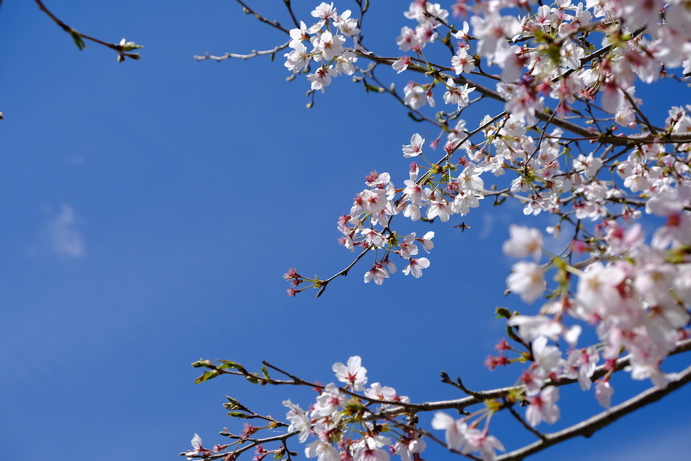f:id:camelopardalis:20190416122505j:plain