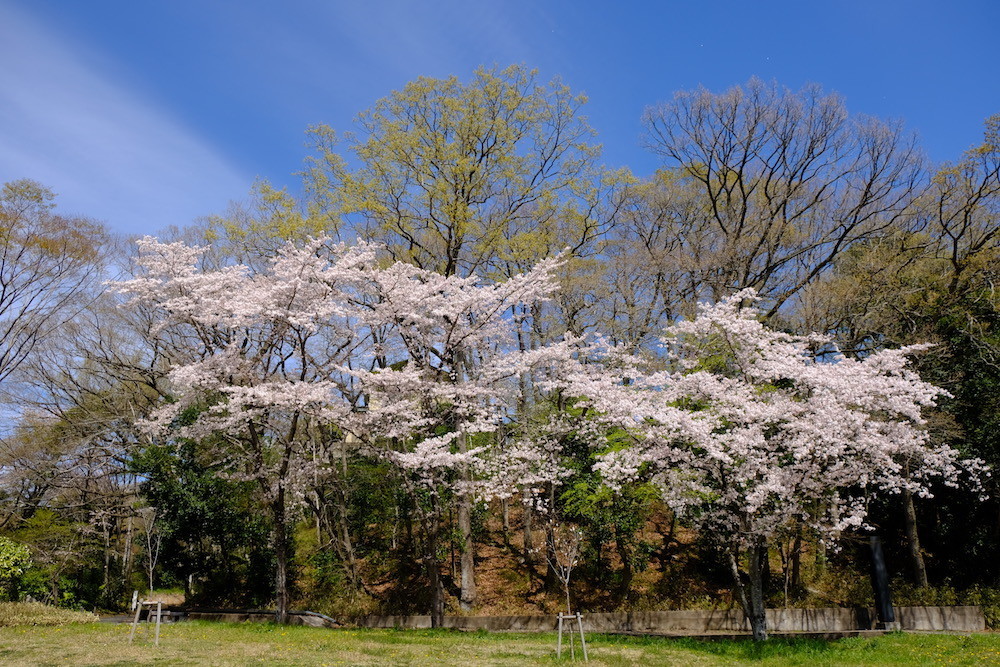 f:id:camelopardalis:20190416122639j:plain