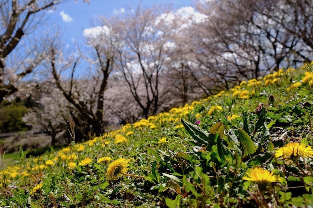 f:id:camelopardalis:20190416122818j:plain