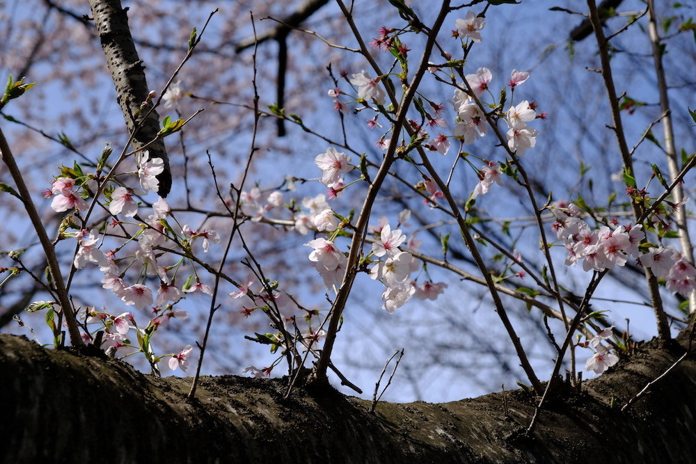 f:id:camelopardalis:20190416122840j:plain