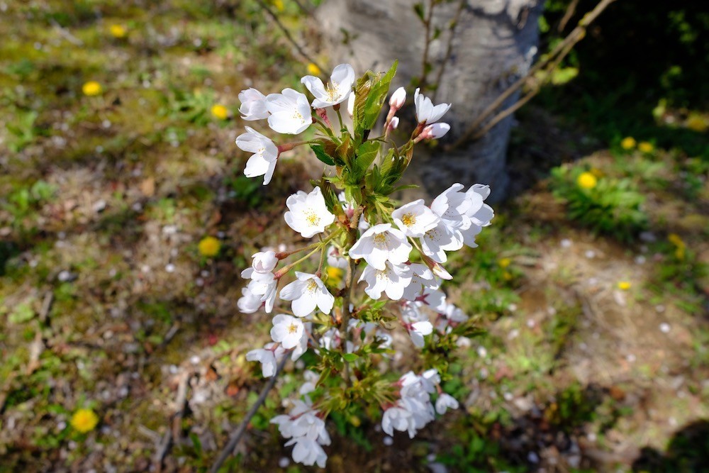 f:id:camelopardalis:20190416122918j:plain
