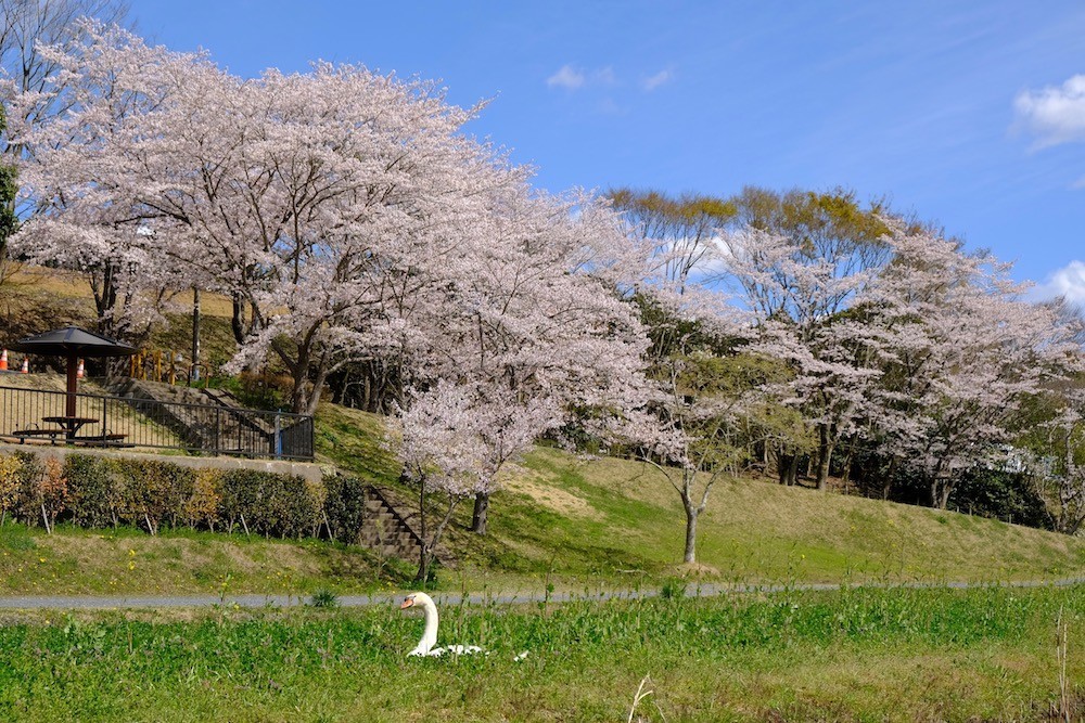 f:id:camelopardalis:20190416123055j:plain