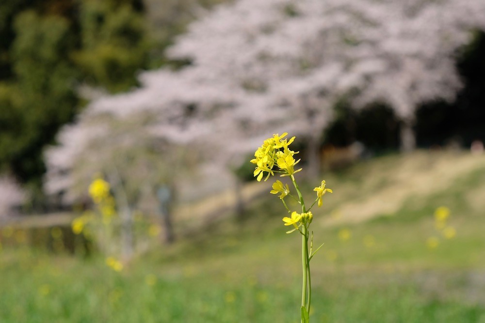 f:id:camelopardalis:20190416123210j:plain