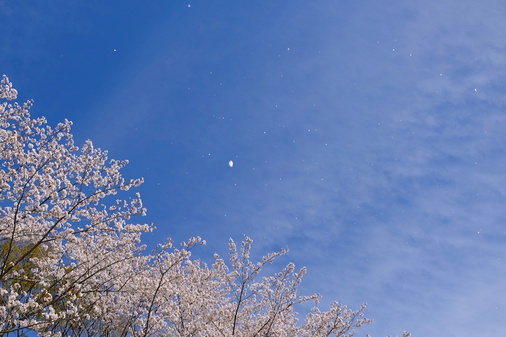 f:id:camelopardalis:20190416123229j:plain