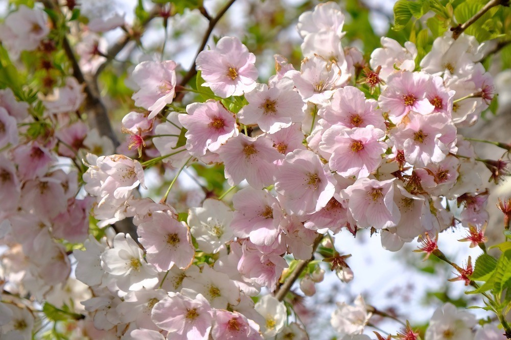 f:id:camelopardalis:20190416124428j:plain f:id:camelopardalis:20190416124428j:plain