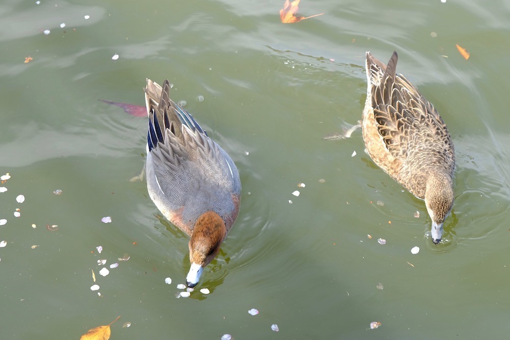 f:id:camelopardalis:20190416124704j:plain f:id:camelopardalis:20190416124704j:plain
