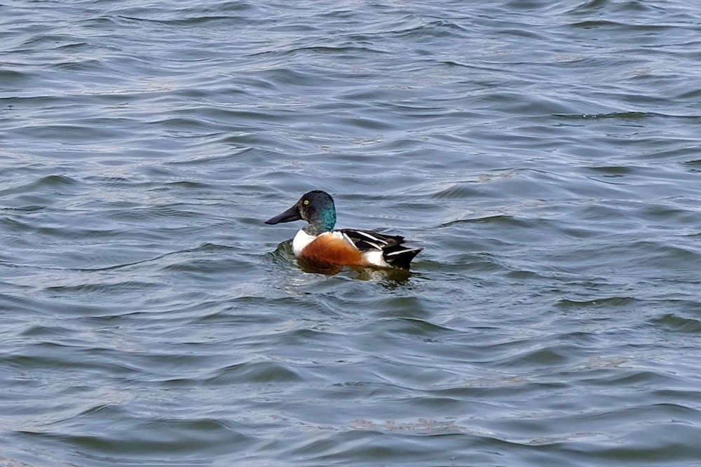 f:id:camelopardalis:20190416125029j:plain f:id:camelopardalis:20190416125029j:plain