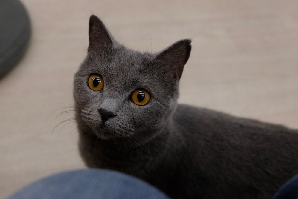f:id:camelopardalis:20190504175915j:plain