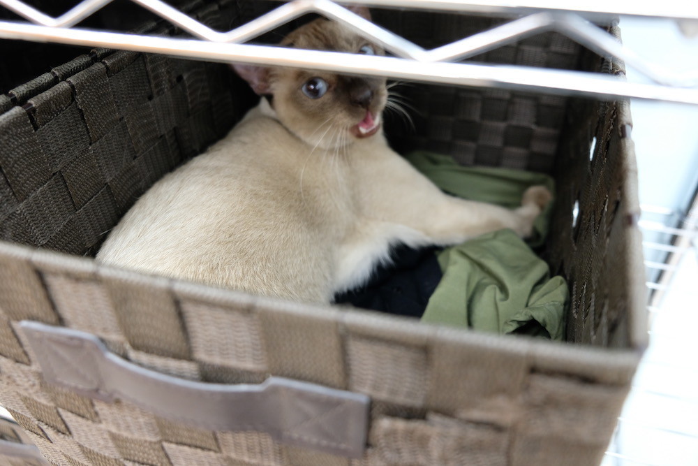 f:id:camelopardalis:20190504180259j:plain