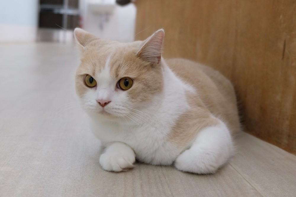 f:id:camelopardalis:20190504180425j:plain