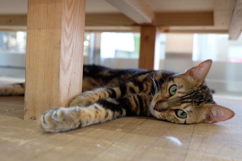 f:id:camelopardalis:20190504180544j:plain