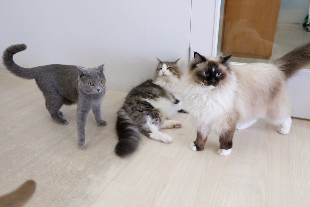 f:id:camelopardalis:20190504180712j:plain