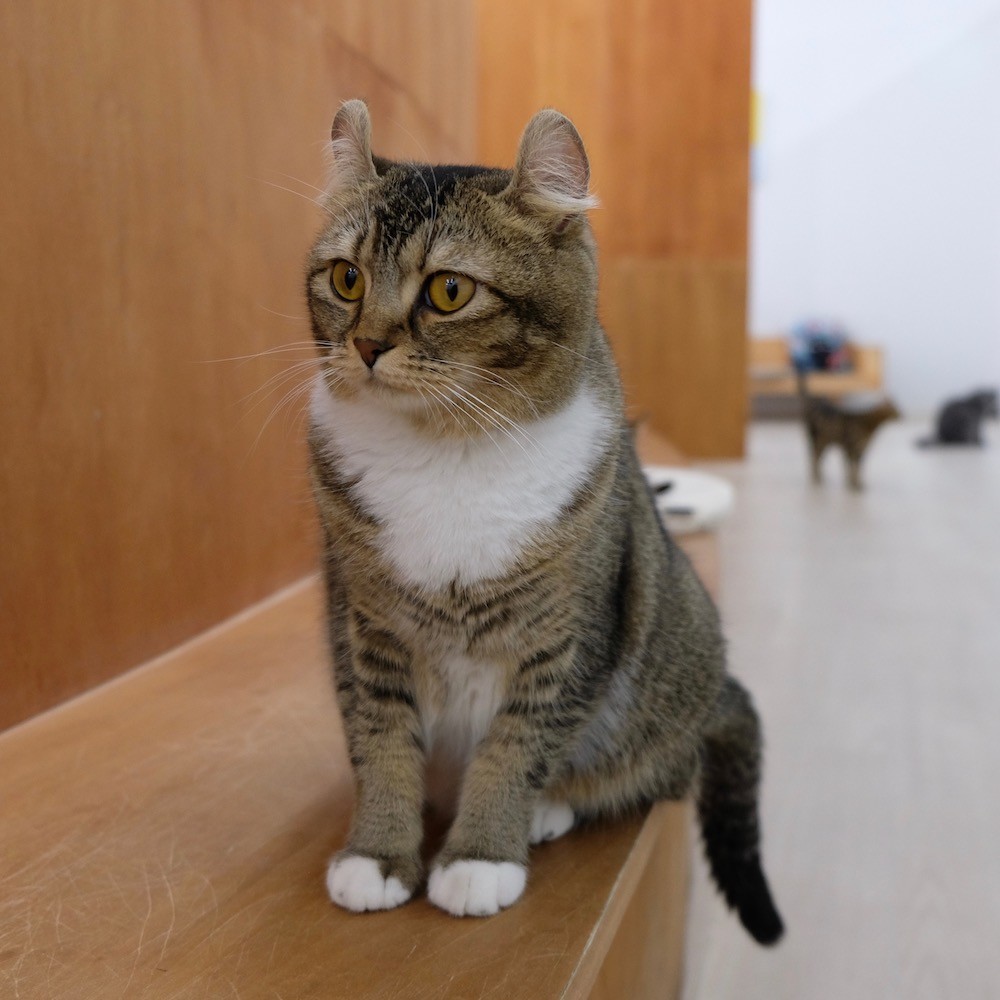 f:id:camelopardalis:20190504181319j:plain
