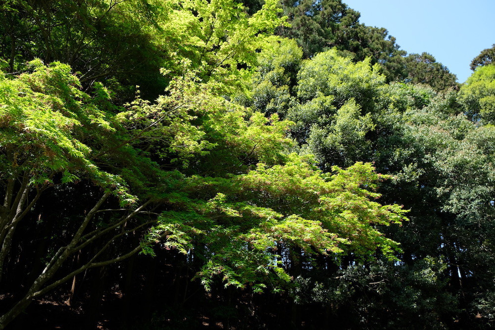 f:id:camelopardalis:20190509085042j:plain f:id:camelopardalis:20190509085042j:plain