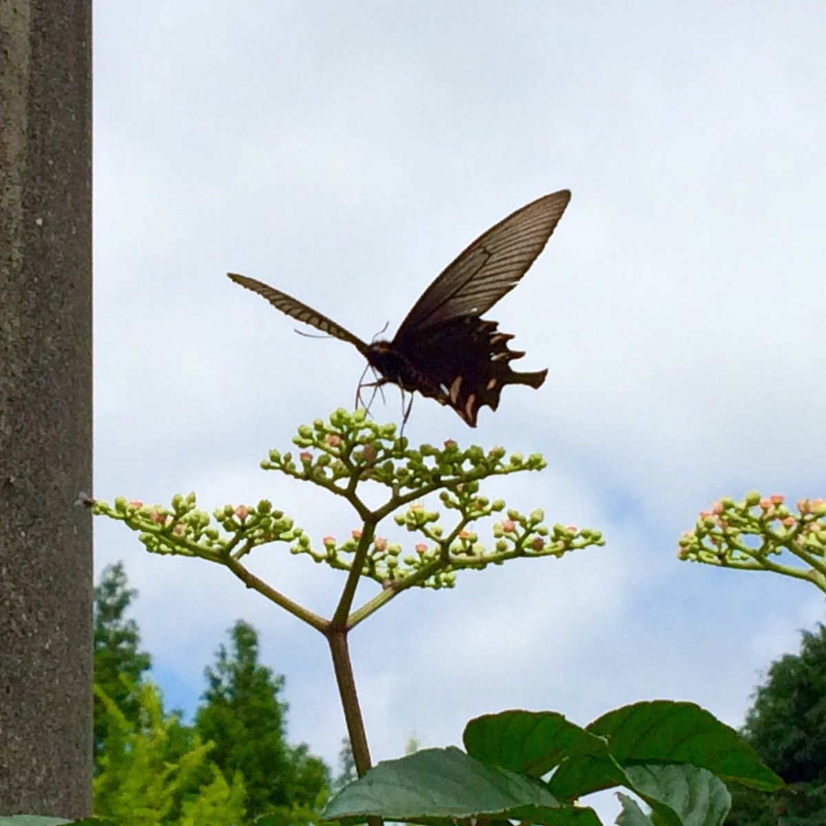 f:id:camelopardalis:20190819154743j:plain
