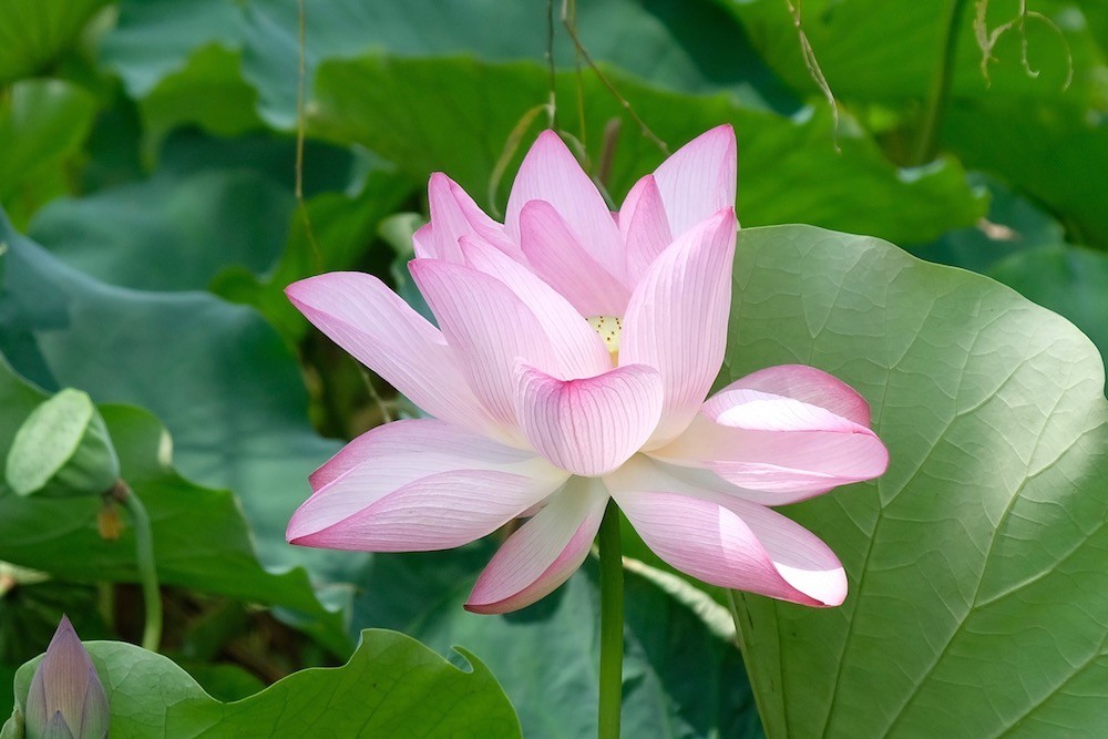 f:id:camelopardalis:20190828170853j:plain f:id:camelopardalis:20190828170853j:plain