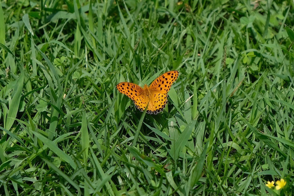 f:id:camelopardalis:20190828170950j:plain f:id:camelopardalis:20190828170950j:plain