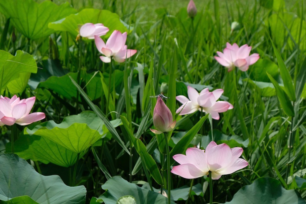 f:id:camelopardalis:20190828171058j:plain f:id:camelopardalis:20190828171058j:plain