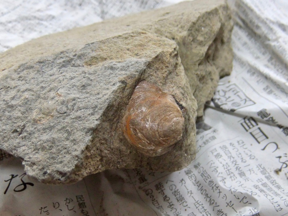 f:id:camelopardalis:20190904095307j:plain f:id:camelopardalis:20190904095307j:plain