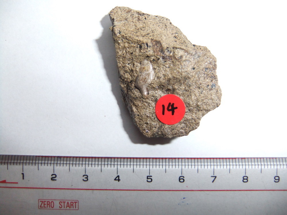 f:id:camelopardalis:20190904112531j:plain f:id:camelopardalis:20190904112531j:plain