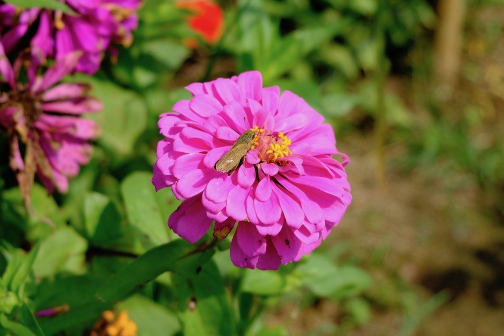 f:id:camelopardalis:20190920215116j:plain