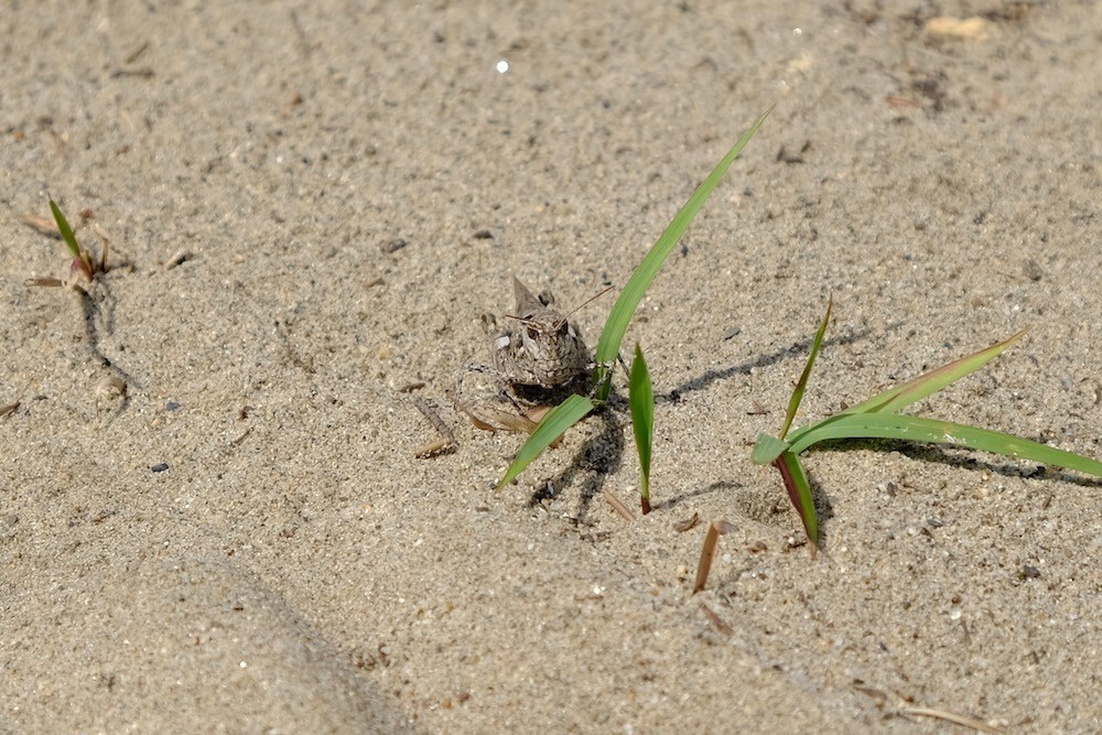 f:id:camelopardalis:20190920215445j:plain