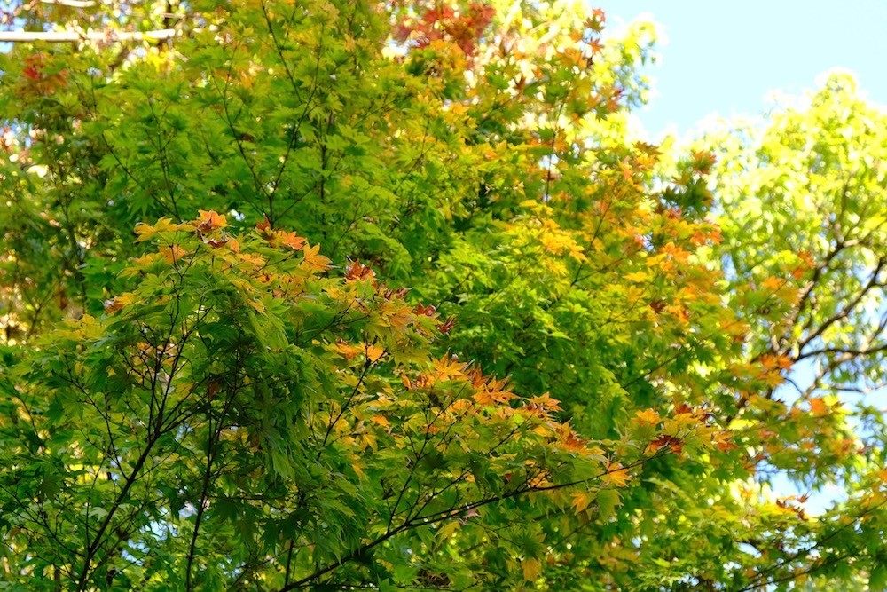 f:id:camelopardalis:20200104145747j:plain f:id:camelopardalis:20200104145747j:plain